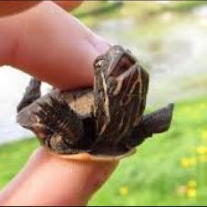 Meet your Posher, Renata